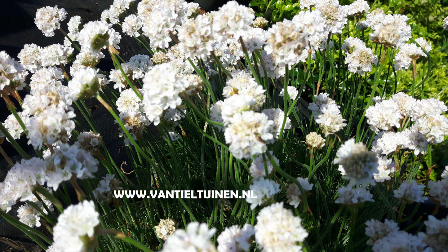 Armeria maritima Alba Wit engelsgras