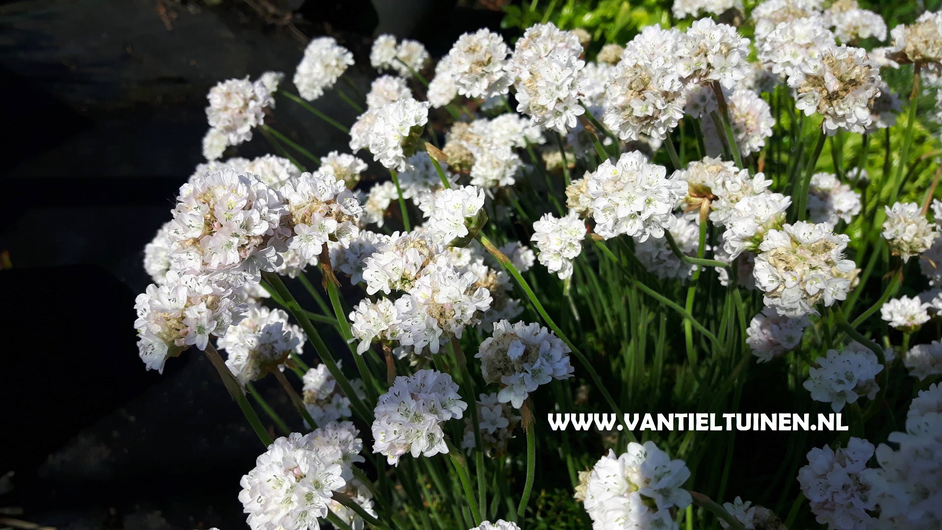 Armeria maritima 'Alba' engelsgras