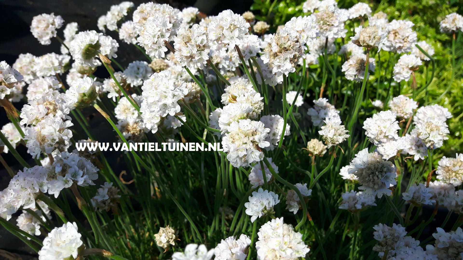 Armeria maritima Alba Wit engelsgras