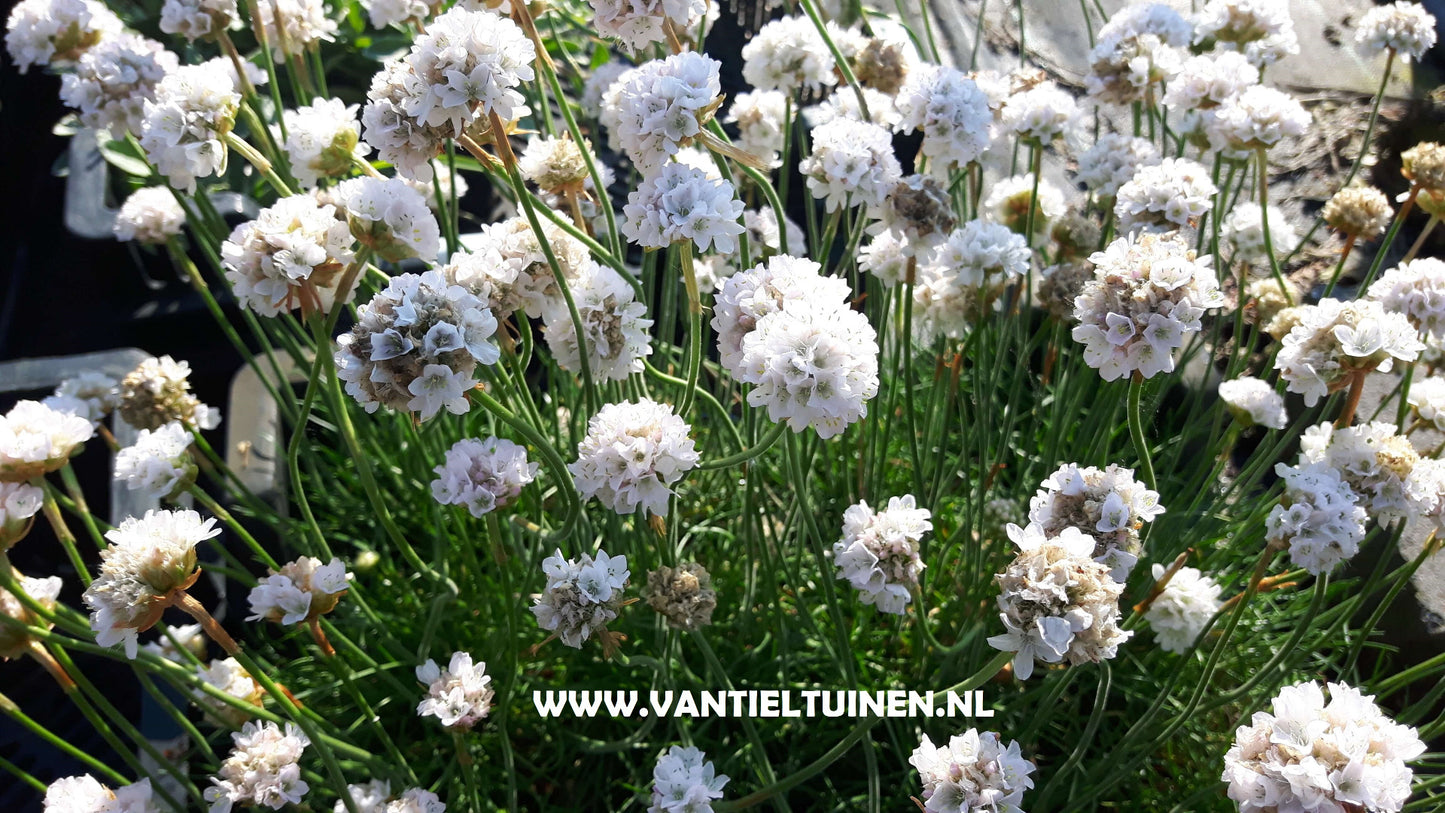 Armeria maritima Alba Wit engelsgras