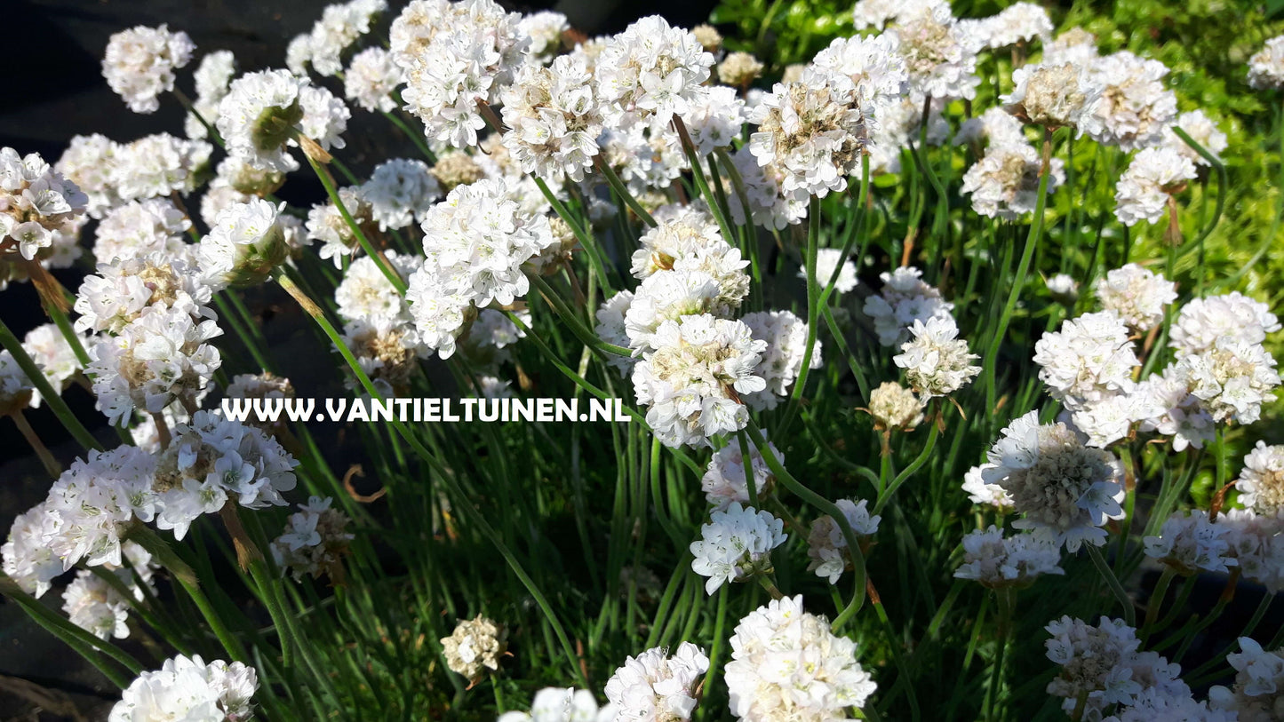 Armeria maritima Alba Wit engelsgras