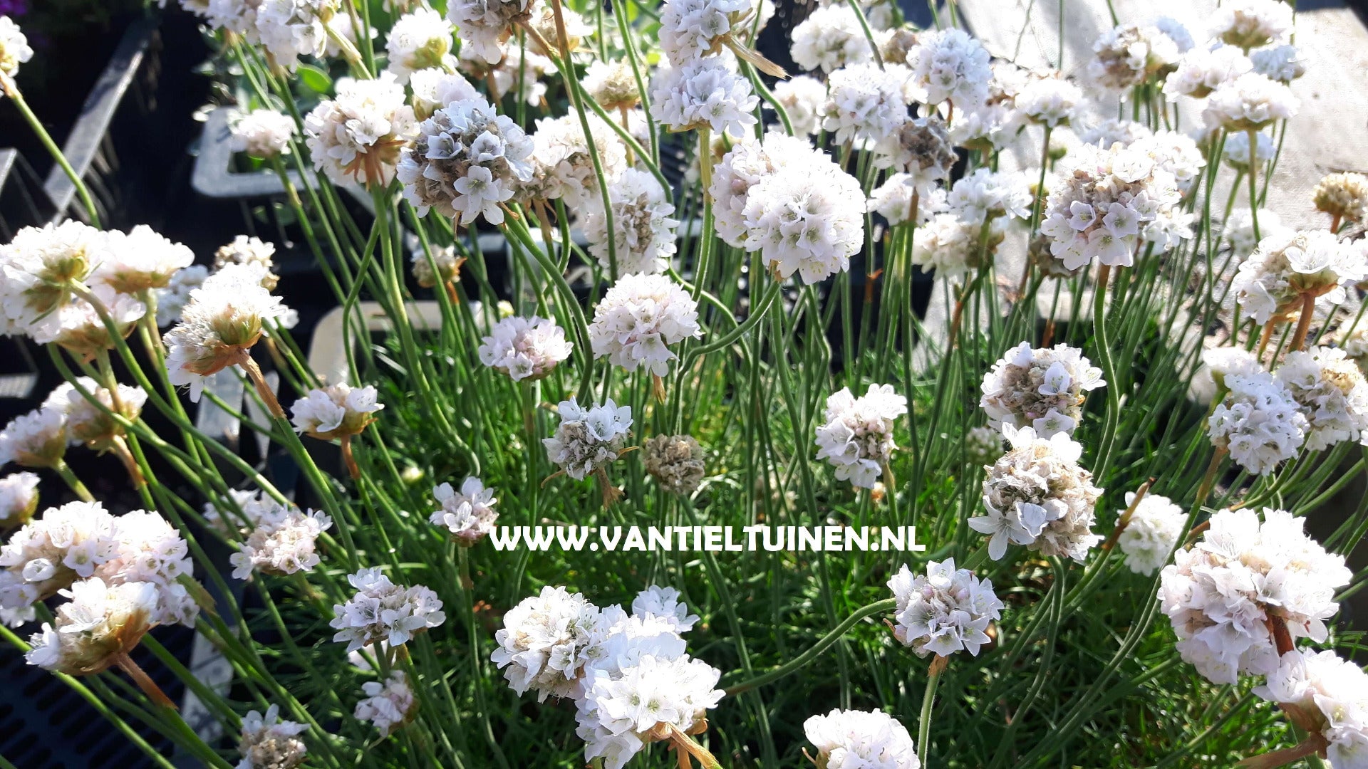 Armeria maritima Alba Wit engelsgras