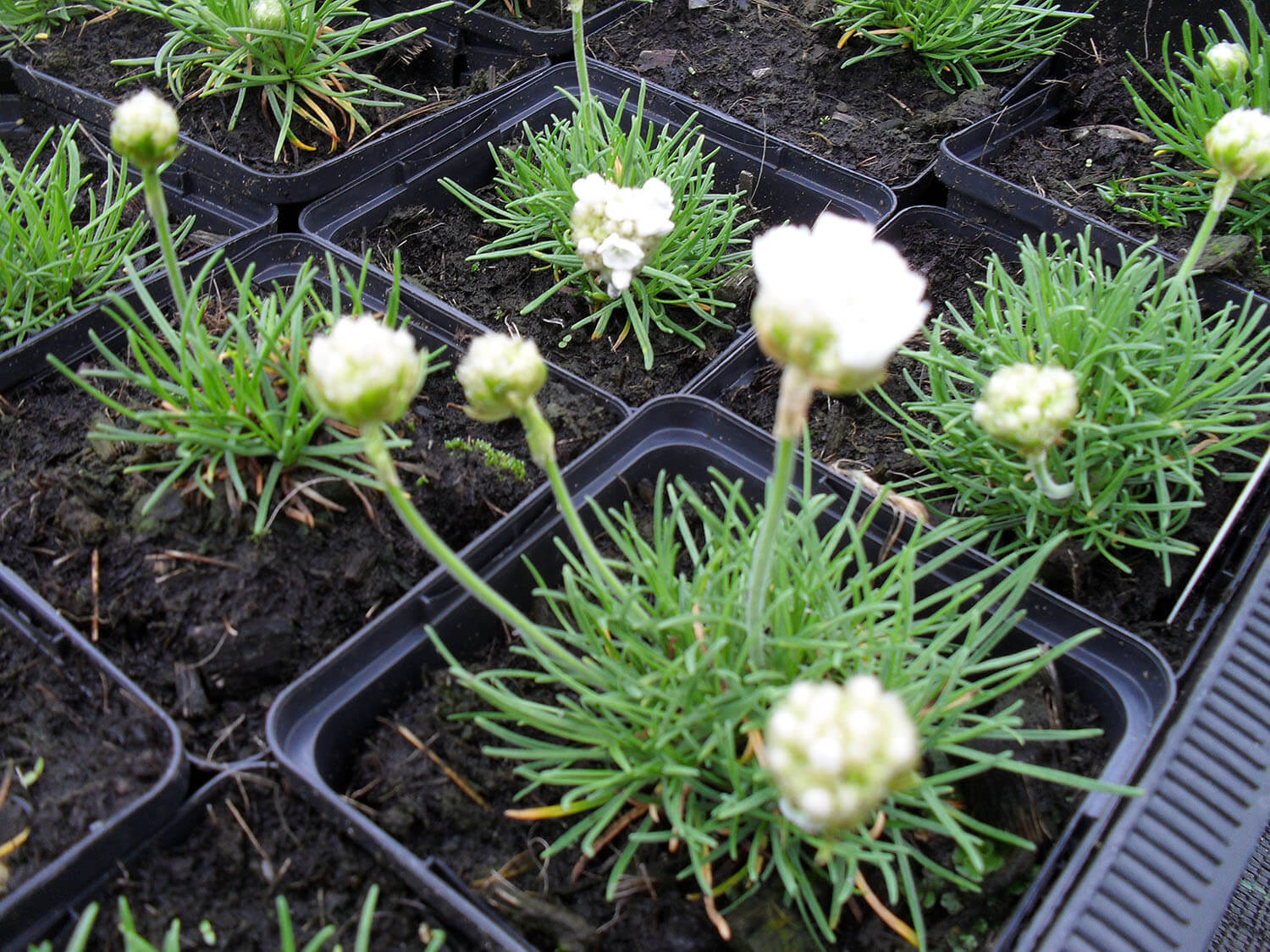 Armeria maritima Alba Wit engelsgras