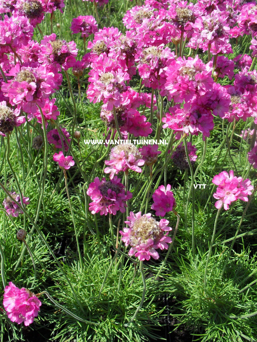 Armeria maritima Splendens roze engelsgras