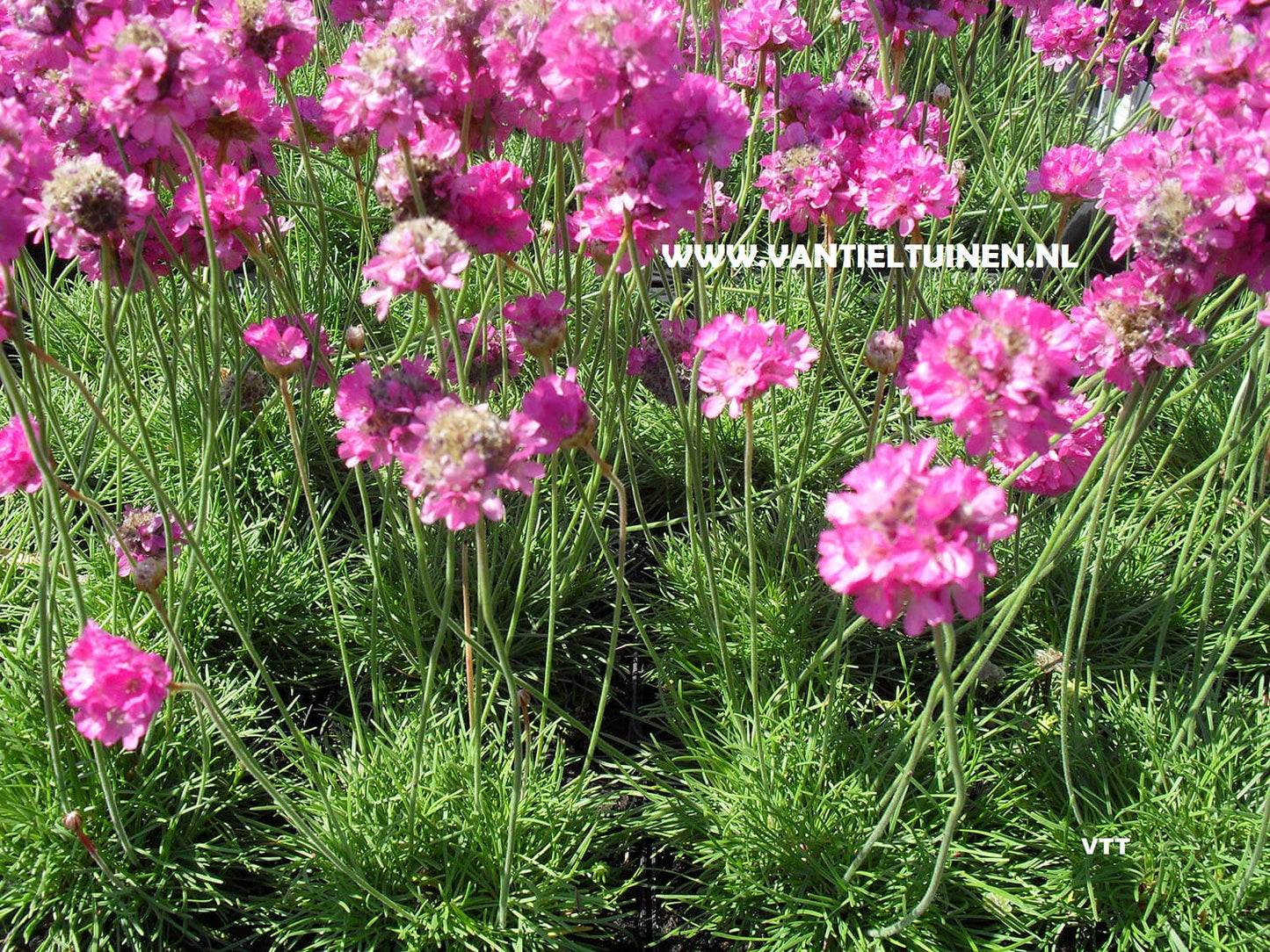 Armeria maritima Splendens roze engelsgras