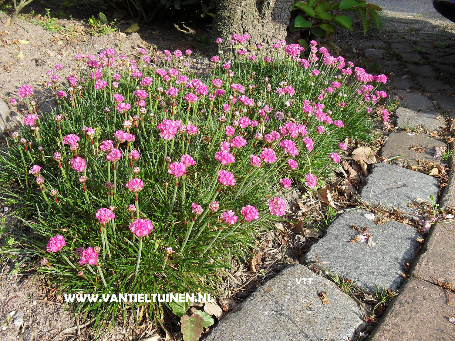 Armeria maritima Splendens roze engelsgras