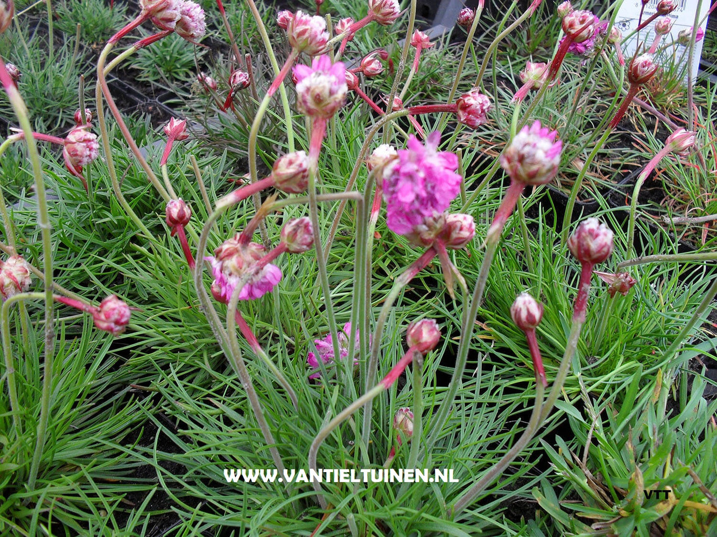 Armeria maritima Splendens roze engelsgras