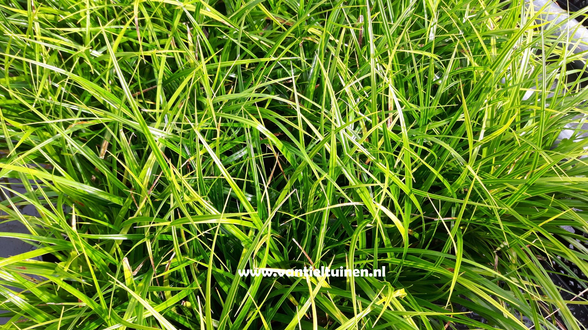 Carex Irisch Green Zegge