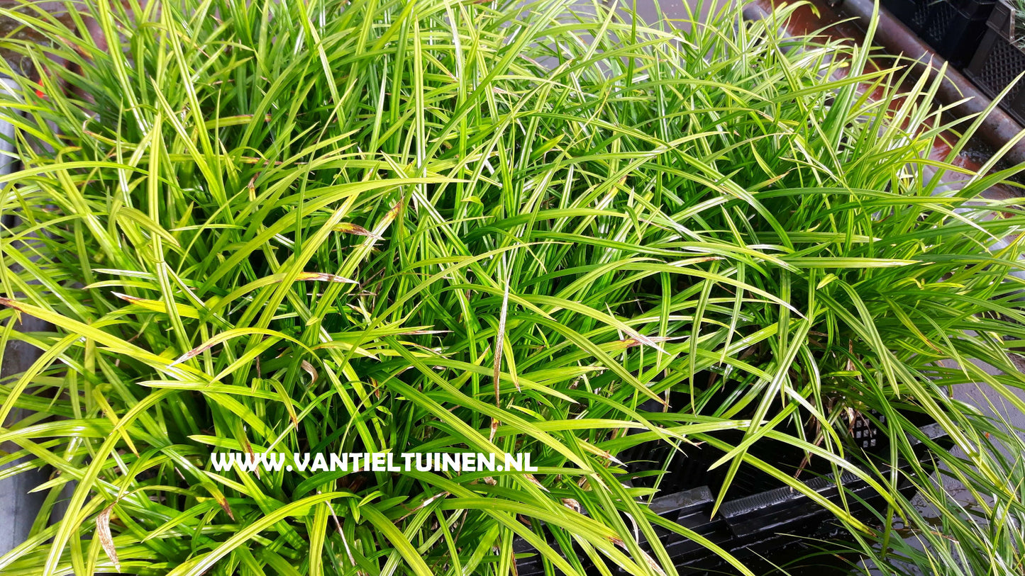 Carex Irisch Green Zegge