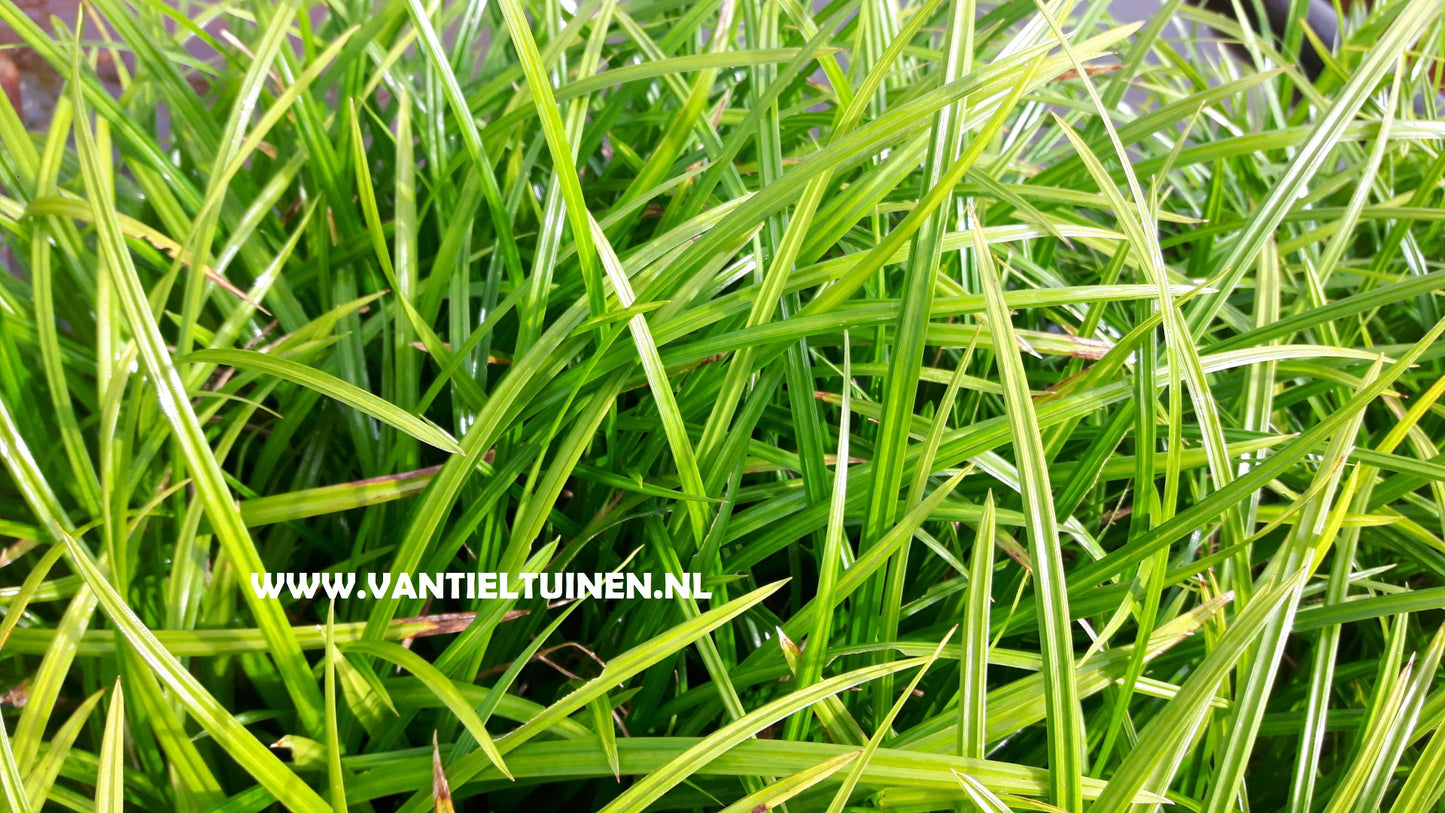 Carex Irisch Green Zegge