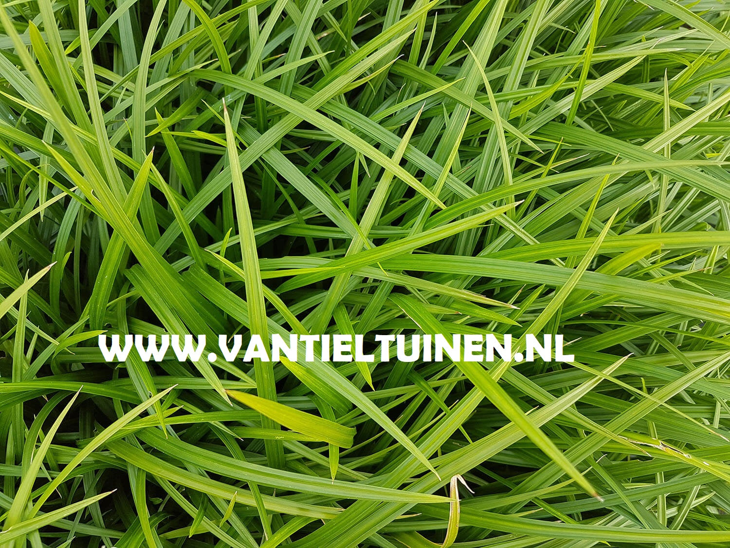 Carex Irisch Green Zegge