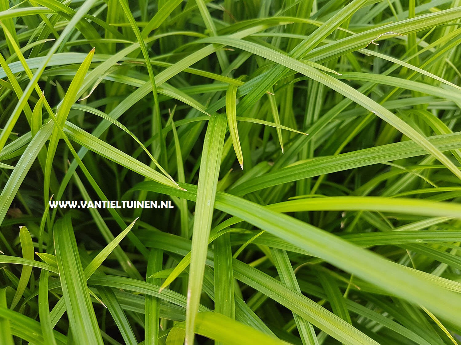 Carex Irisch Green Zegge