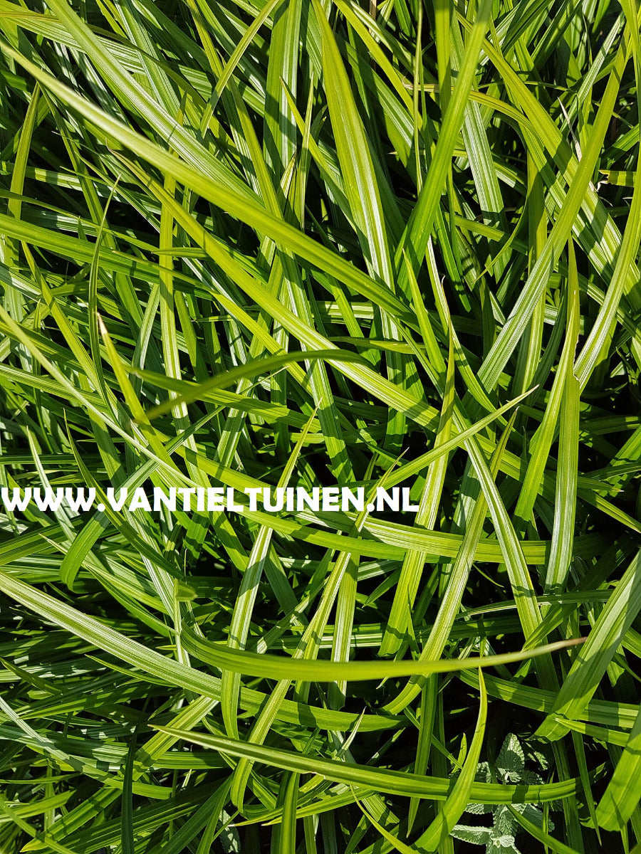 Carex Irisch Green Zegge