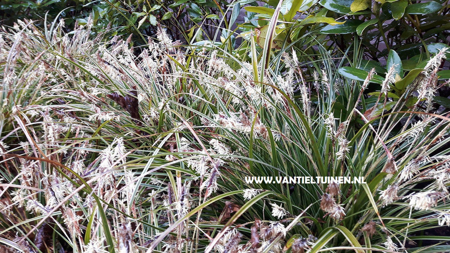 Carex morowii Variegata zegge