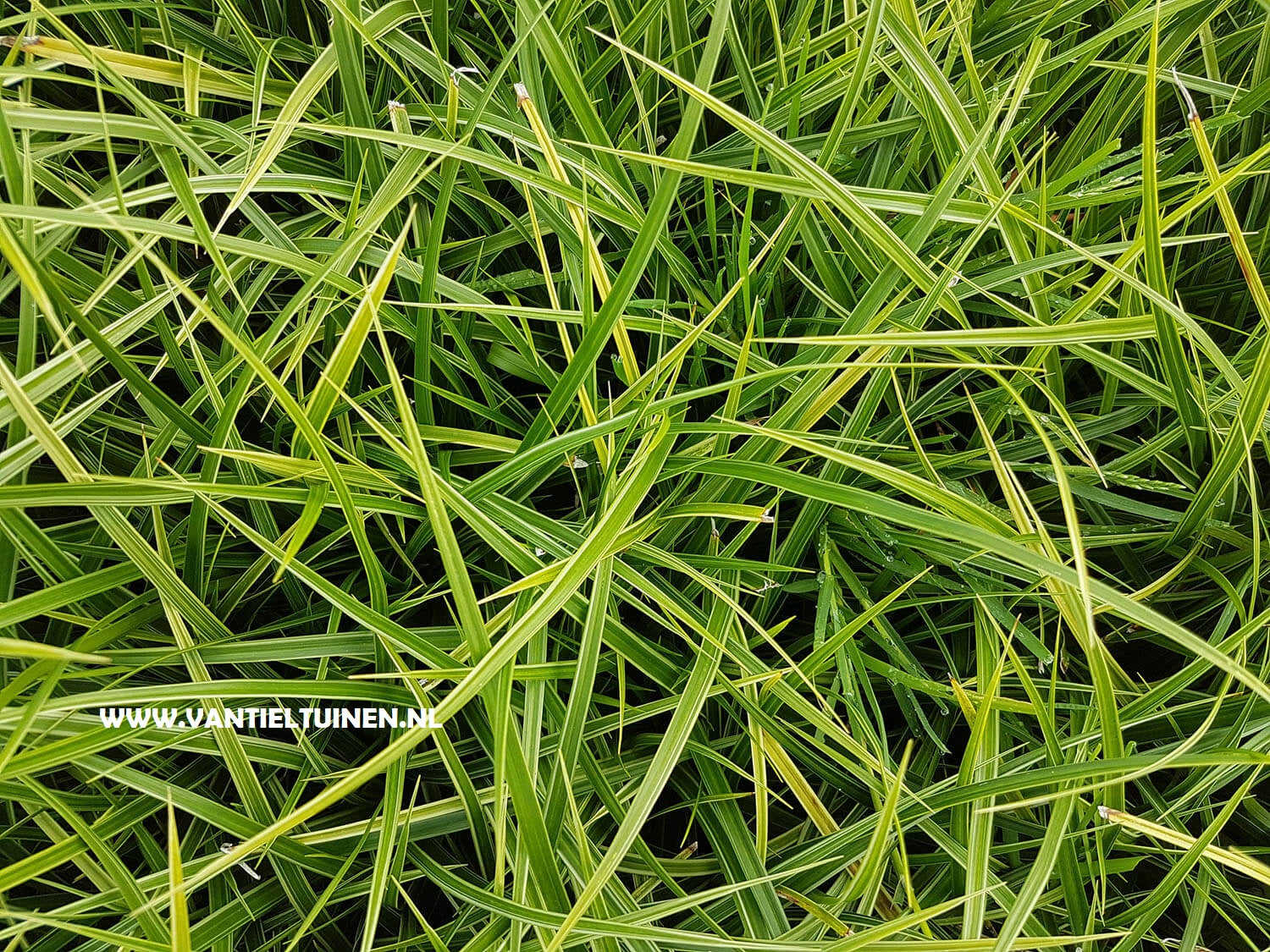 Carex morowii Variegata zegge