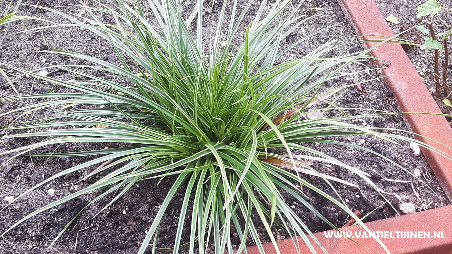 Carex morowii Variegata zegge