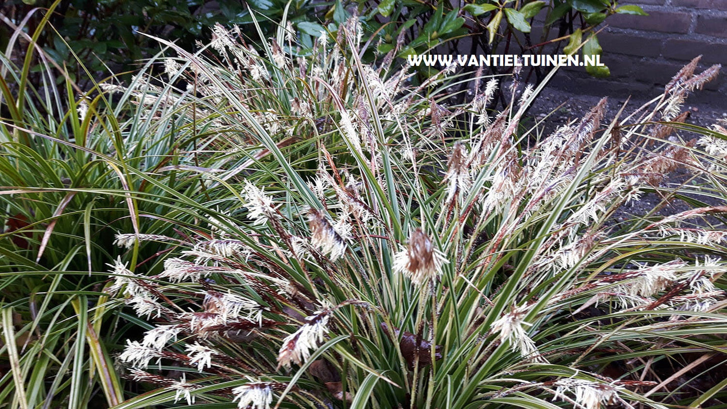 Carex morowii Variegata zegge