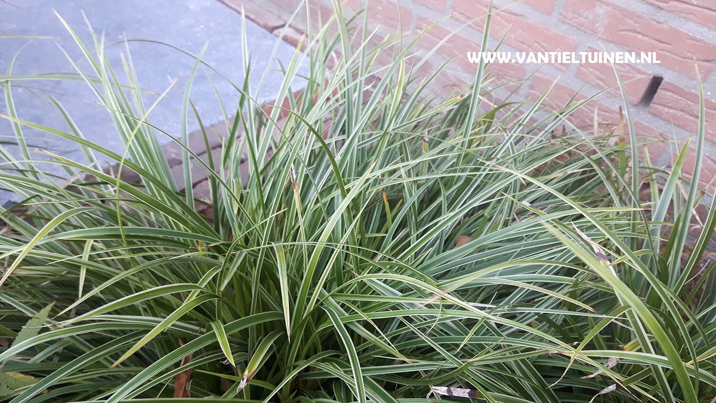 Carex morowii Variegata zegge