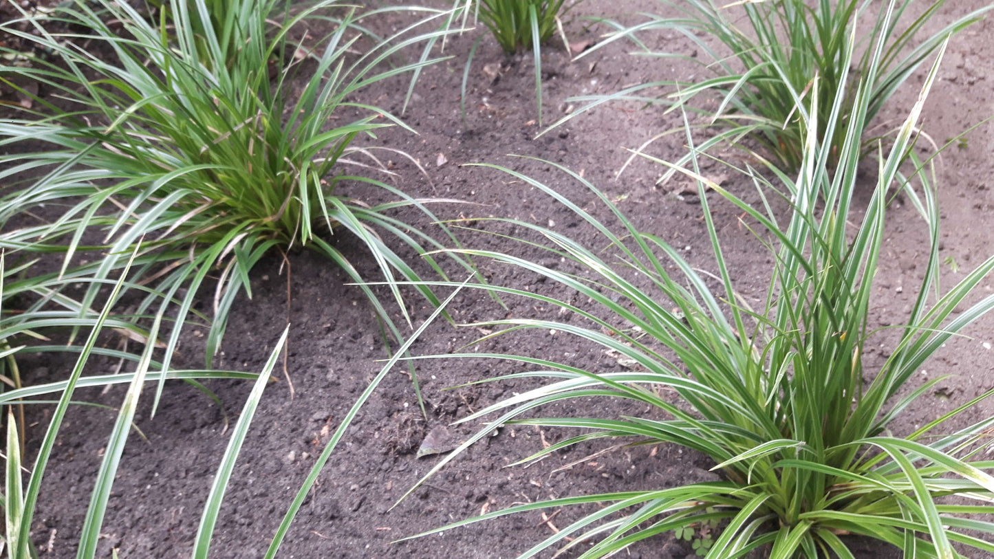 Carex morowii Variegata zegge