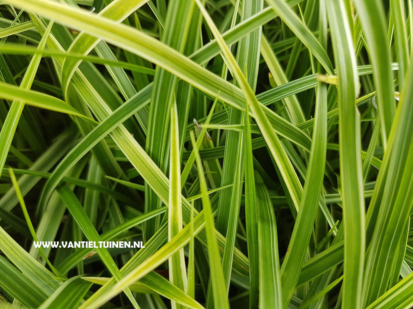 Carex morowii Variegata zegge