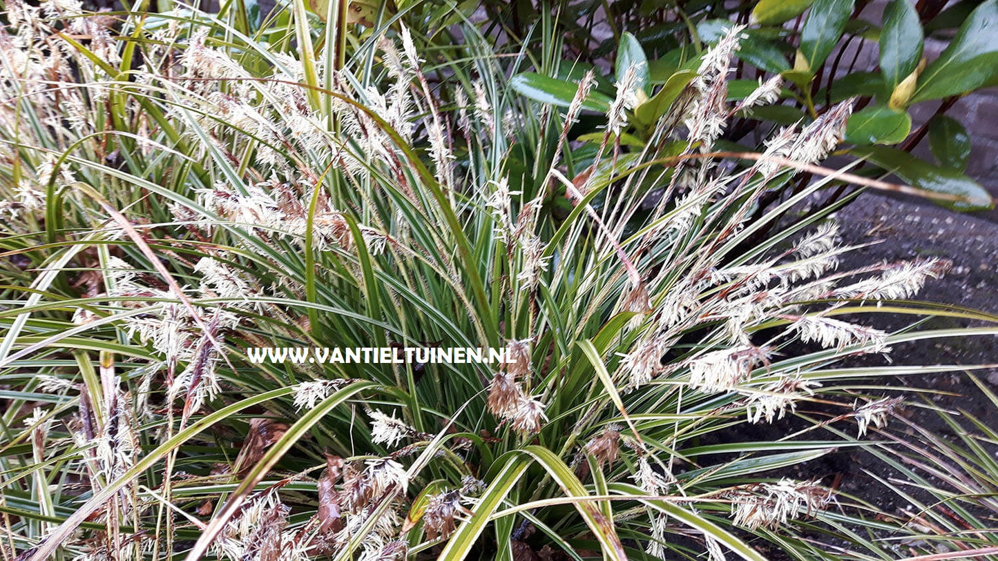 Carex morowii Variegata zegge