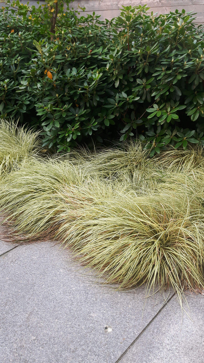 Carex oshimensis 'Evergold' te koop