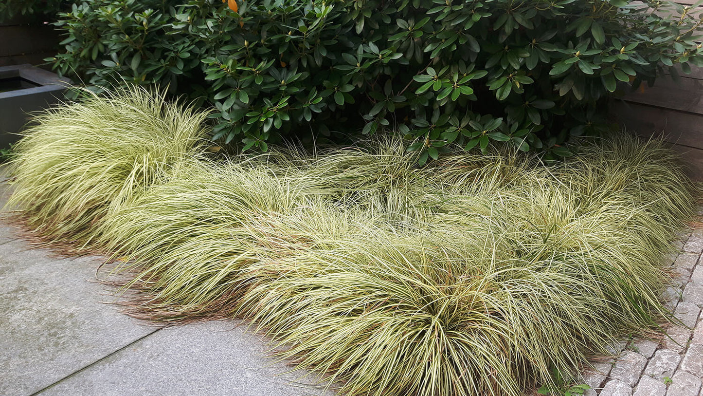 Carex oshimensis 'Evergold' product