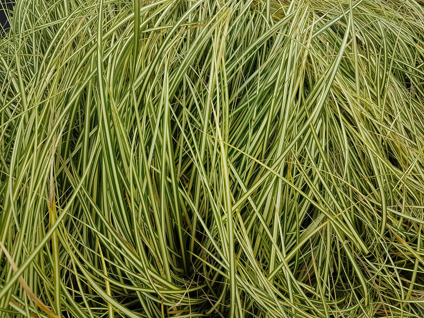 Carex oshimensis 'Evergold' Zegge-1