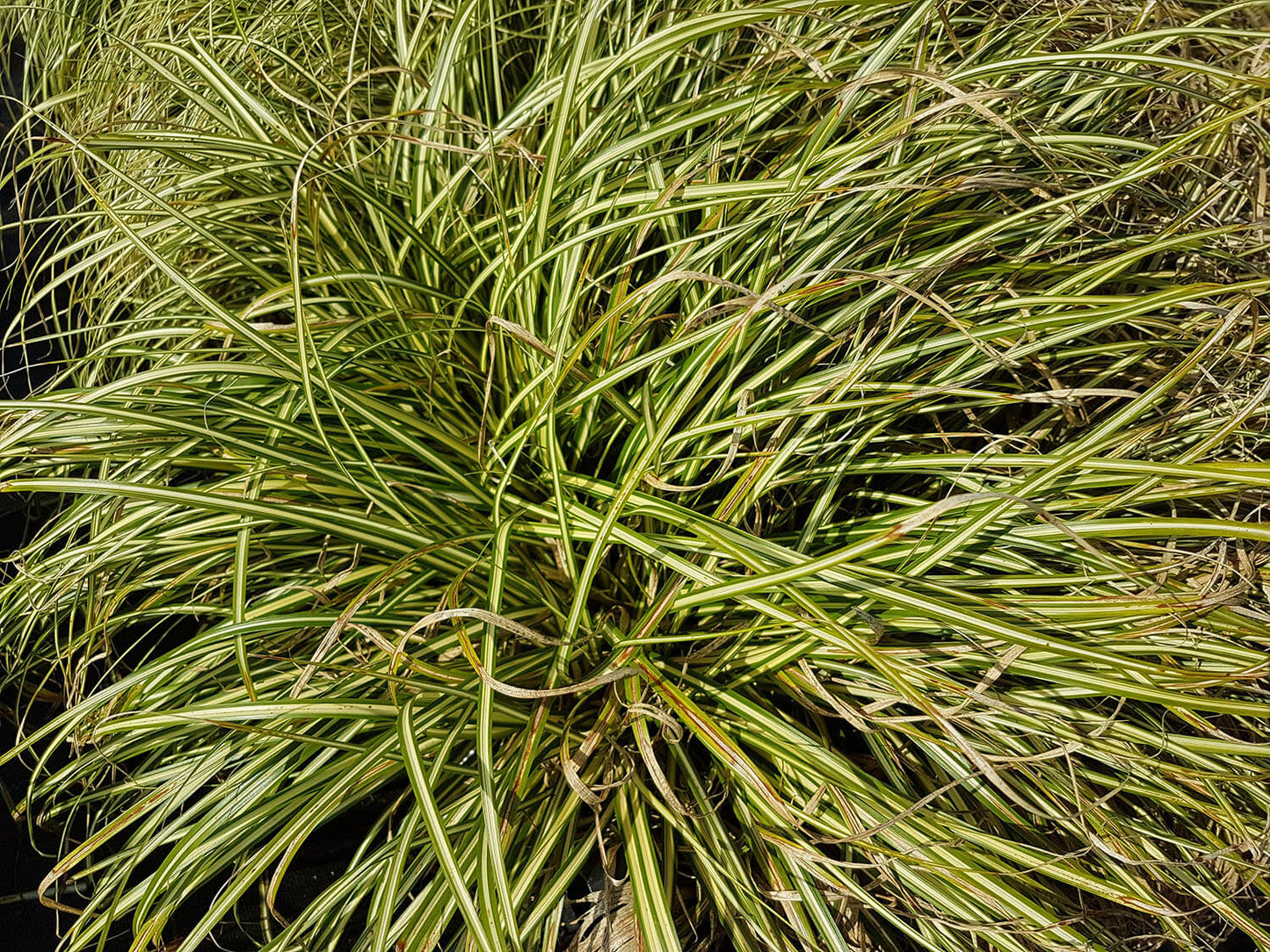 Carex oshimensis 'Evergold' Zegge-2