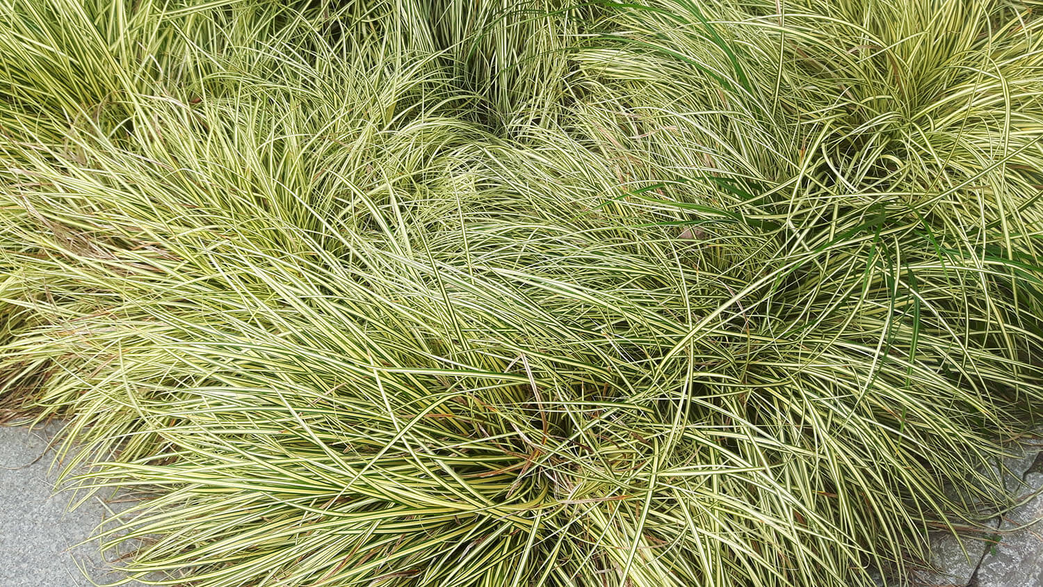 Carex oshimensis 'Evergold' Zegge in p9 pot