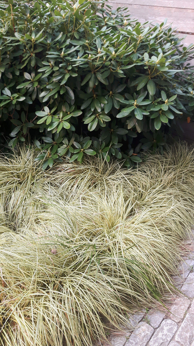 Carex oshimensis 'Evergold' Zegge