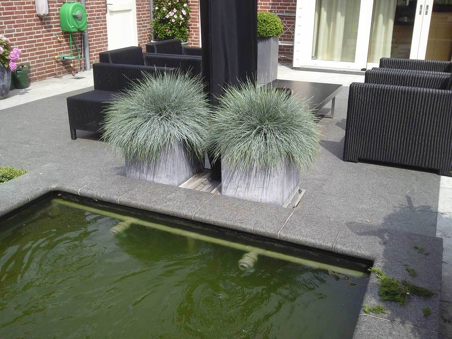 Festuca glauca 'Elyah Blue' Blauw Schapengras in pot