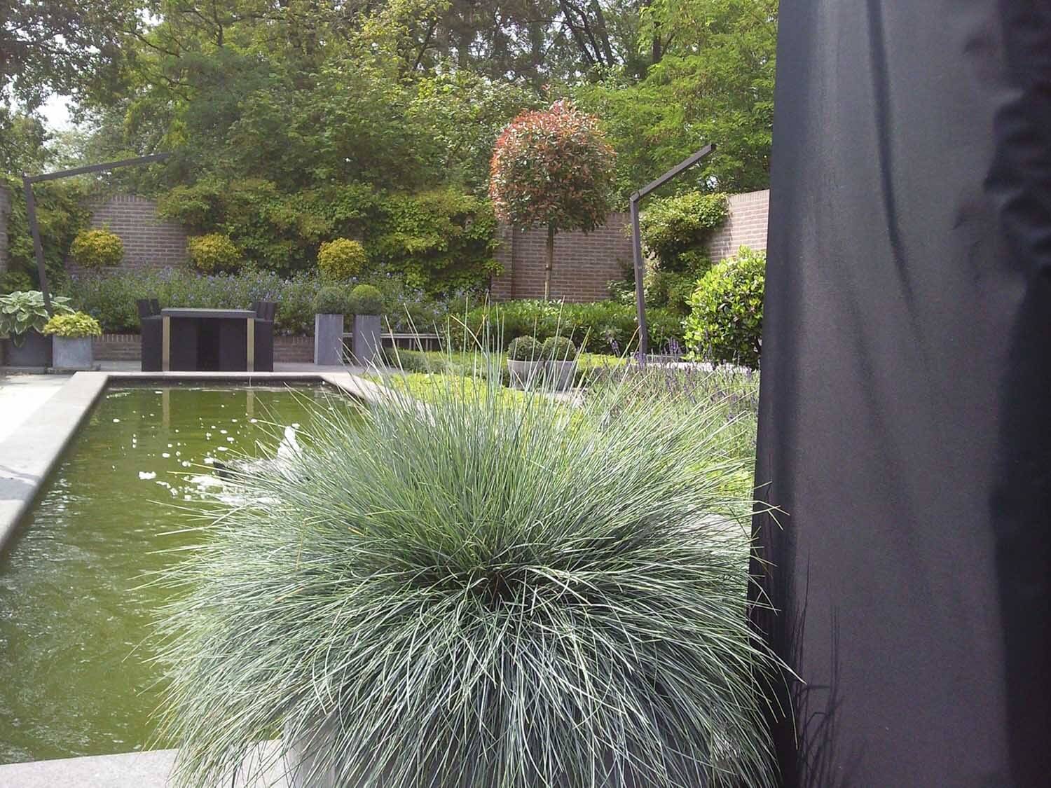 Festuca glauca 'Elyah Blue' Blauw Schapengras tekoop