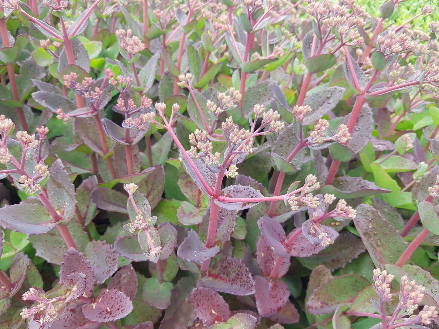 Sedum 'Matrona' vetkruid/hemelsleutel.