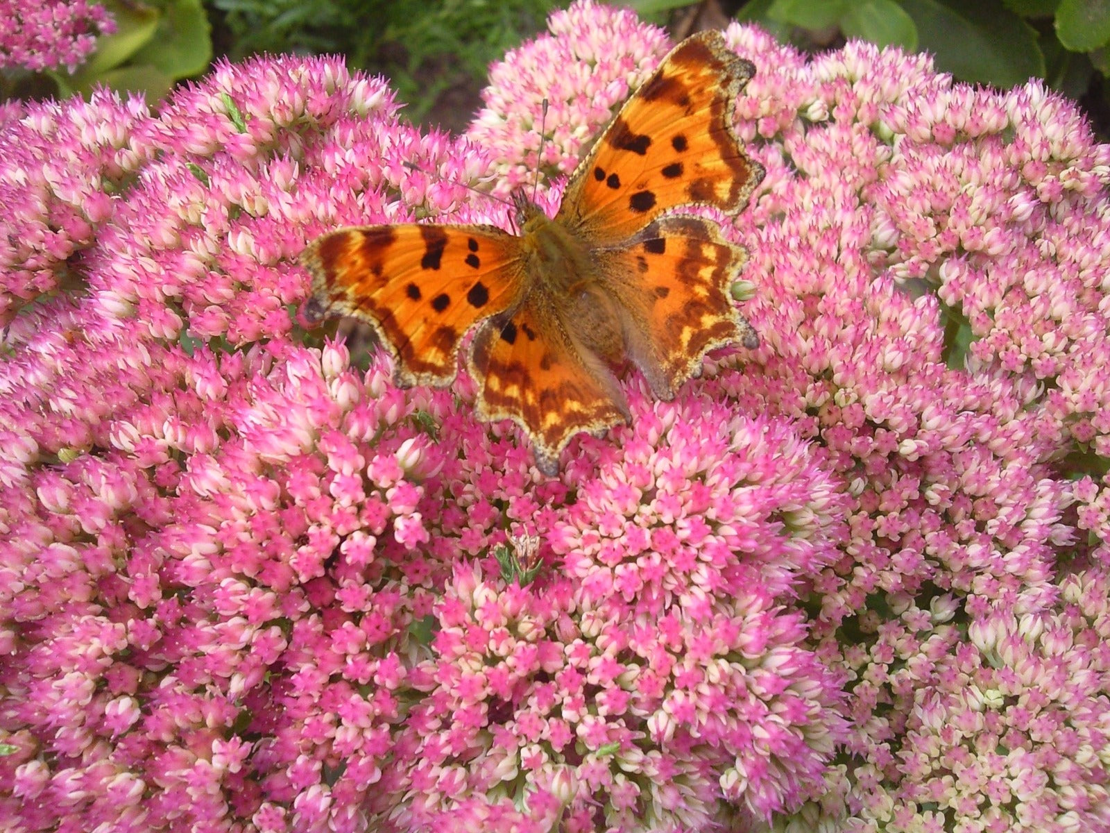 Sedum 'Herbstfreude' Hemelsleutel