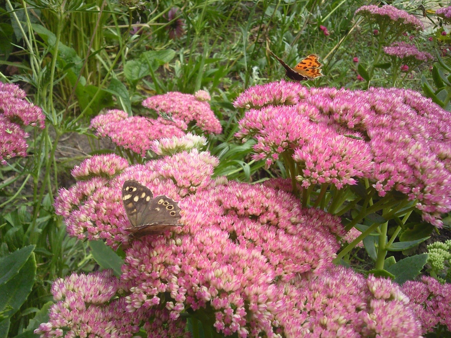 Sedum 'Herbstfreude' Hemelsleutel-0