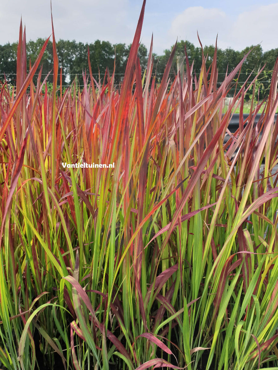 Imperata cylindrica 'Red Baron' Japans bloedgras