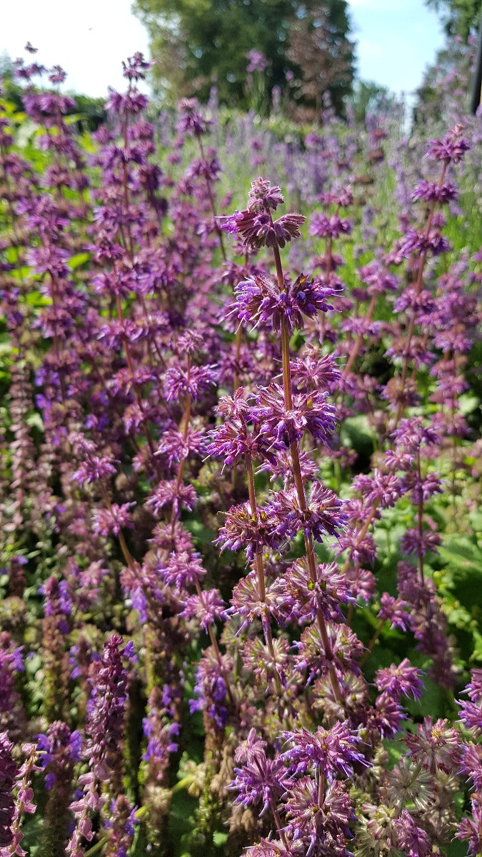 Salvia verticilata 'Purple Rain' Salie