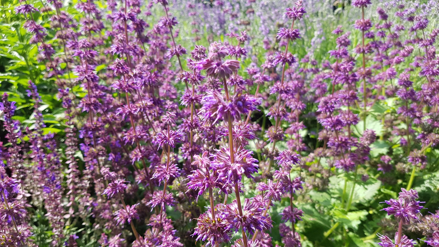 Salvia verticilata 'Purple Rain' Salie-0