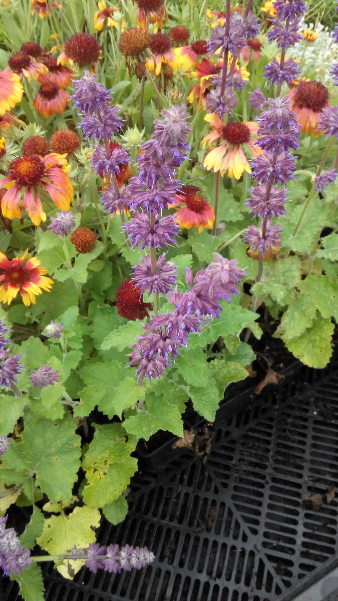 Salvia verticilata 'Purple Rain' Salie-1