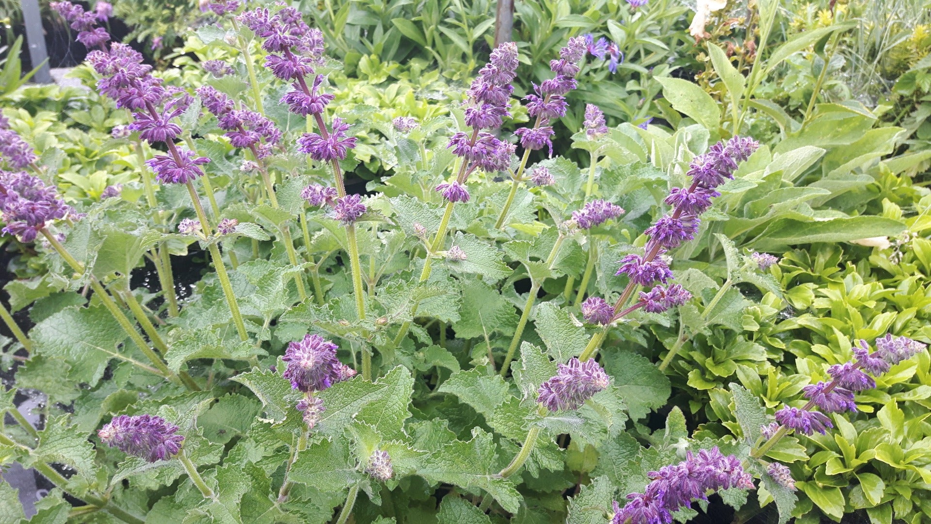 Salvia verticilata 'Purple Rain' Salie-2