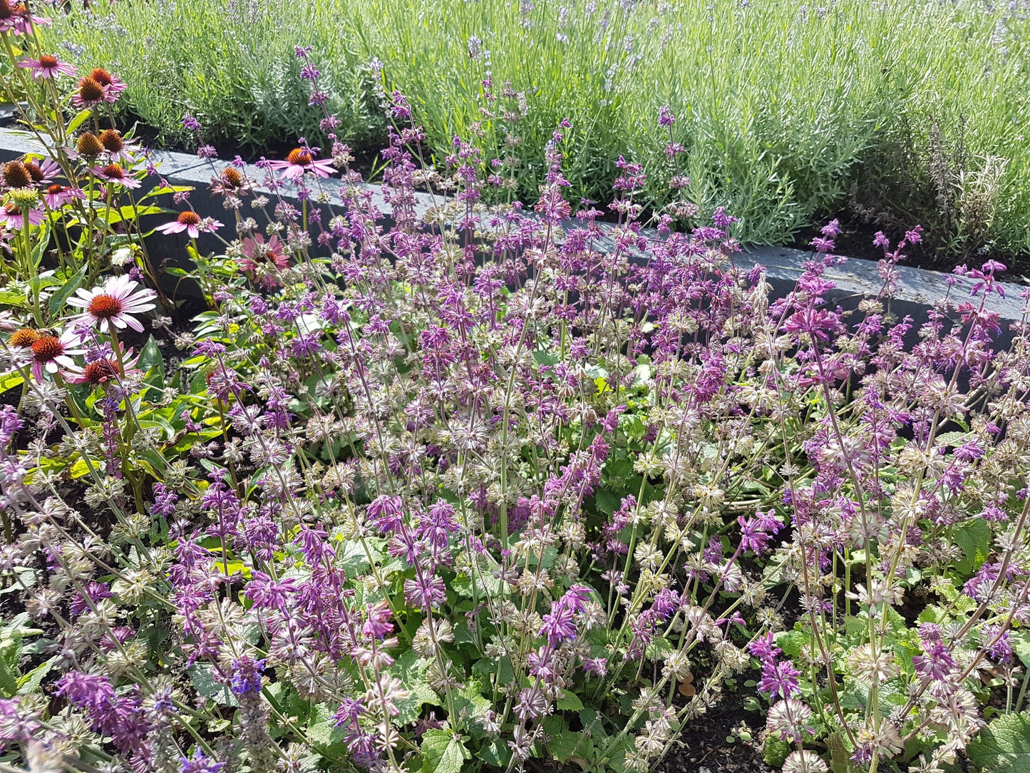 Salvia verticilata 'Purple Rain' Salie-3