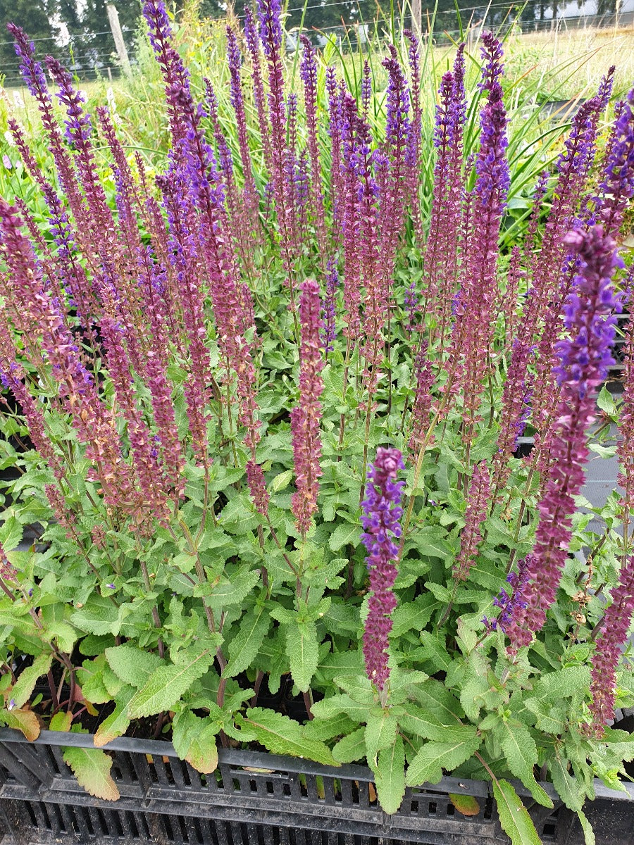 Salvia verticilata 'Ostfriesland' Salie