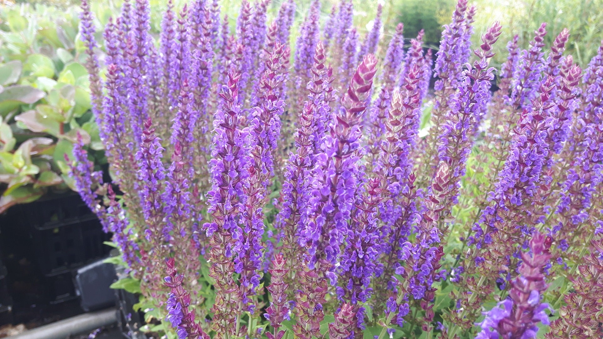 Salvia verticilata 'Ostfriesland' Salie-0