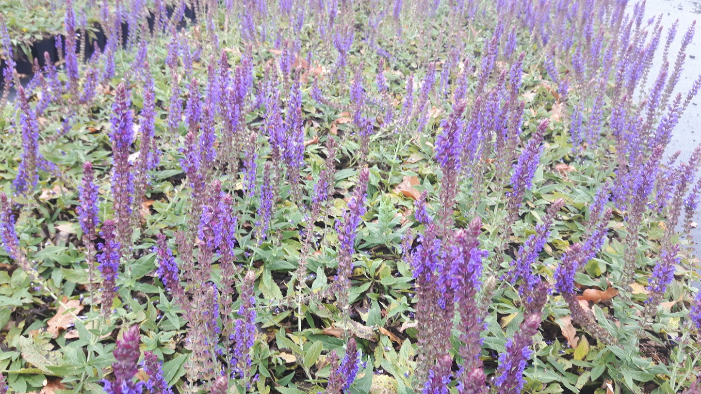 Salvia verticilata 'Ostfriesland' Salie-1