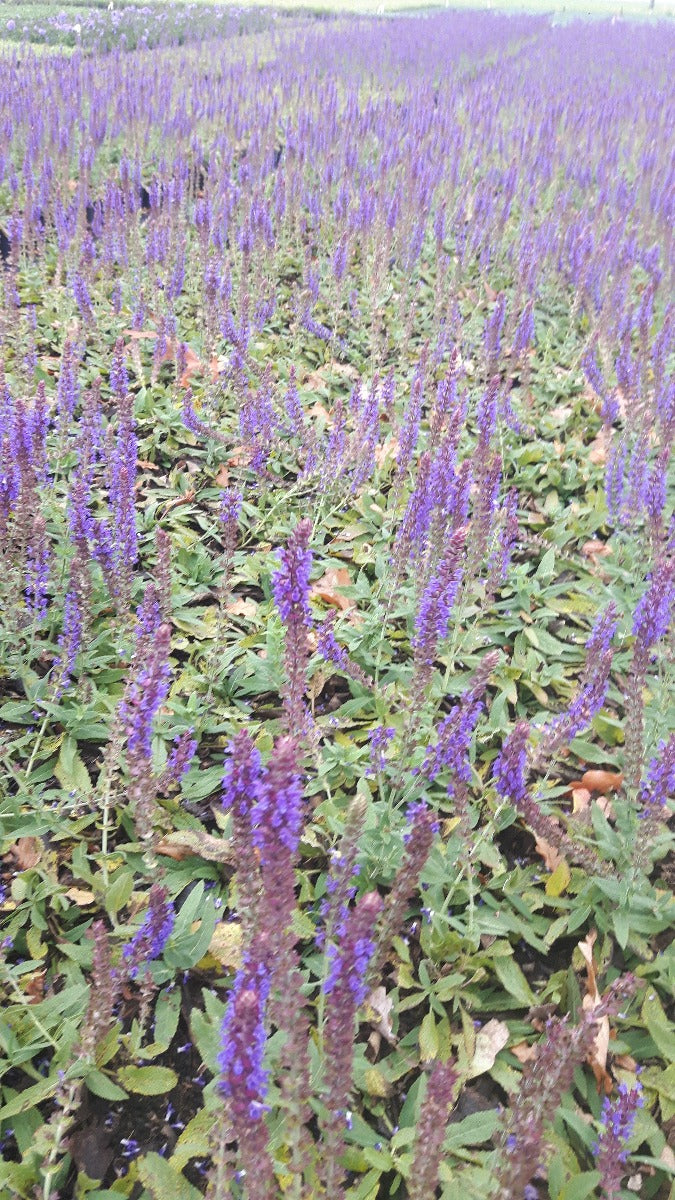 Salvia verticilata 'Ostfriesland' Salie-2