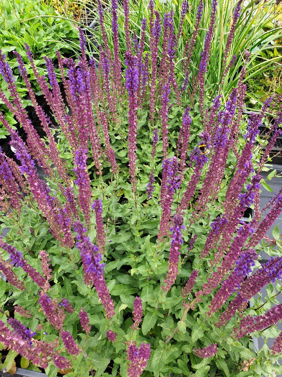 Salvia verticilata 'Ostfriesland' Salie-3