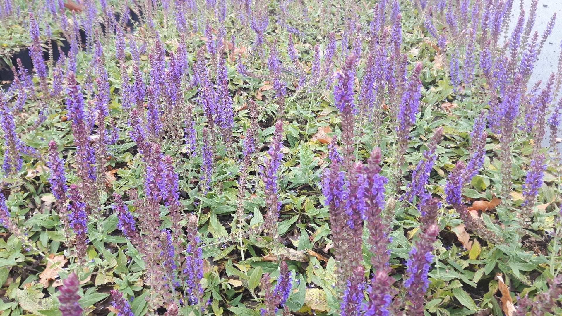 Salvia verticilata 'Ostfriesland' Salie-4