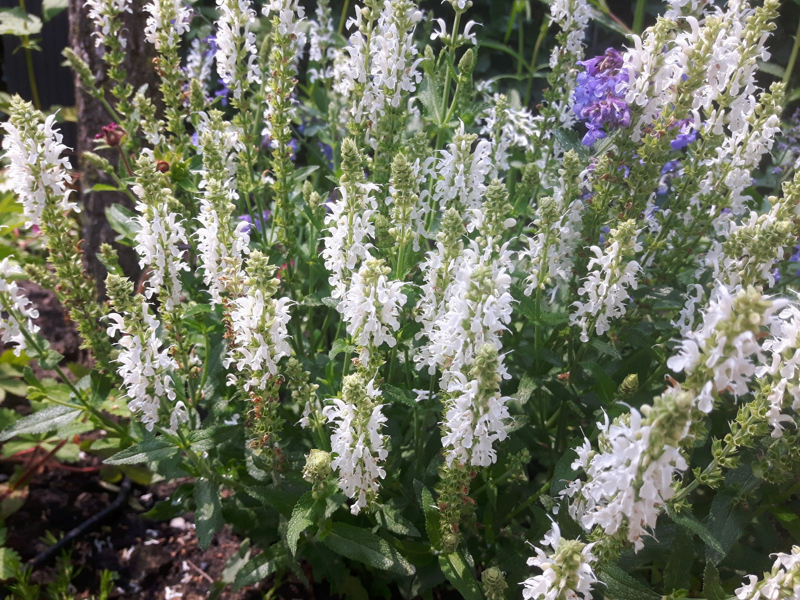 Salvia Nemerosa Schneehugel Salie