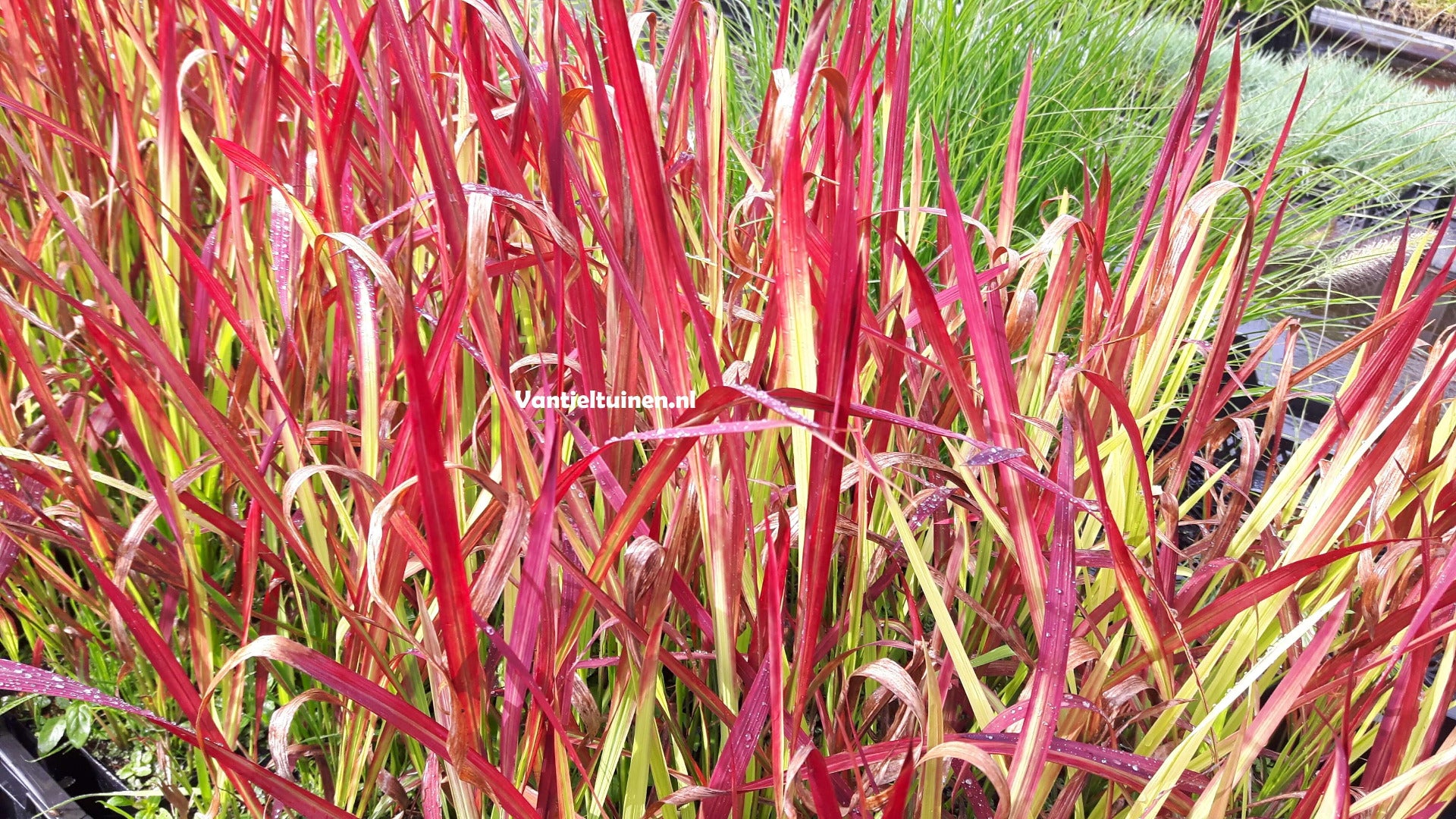 Imperata cylindrica 'Red Baron' Japans bloedgras